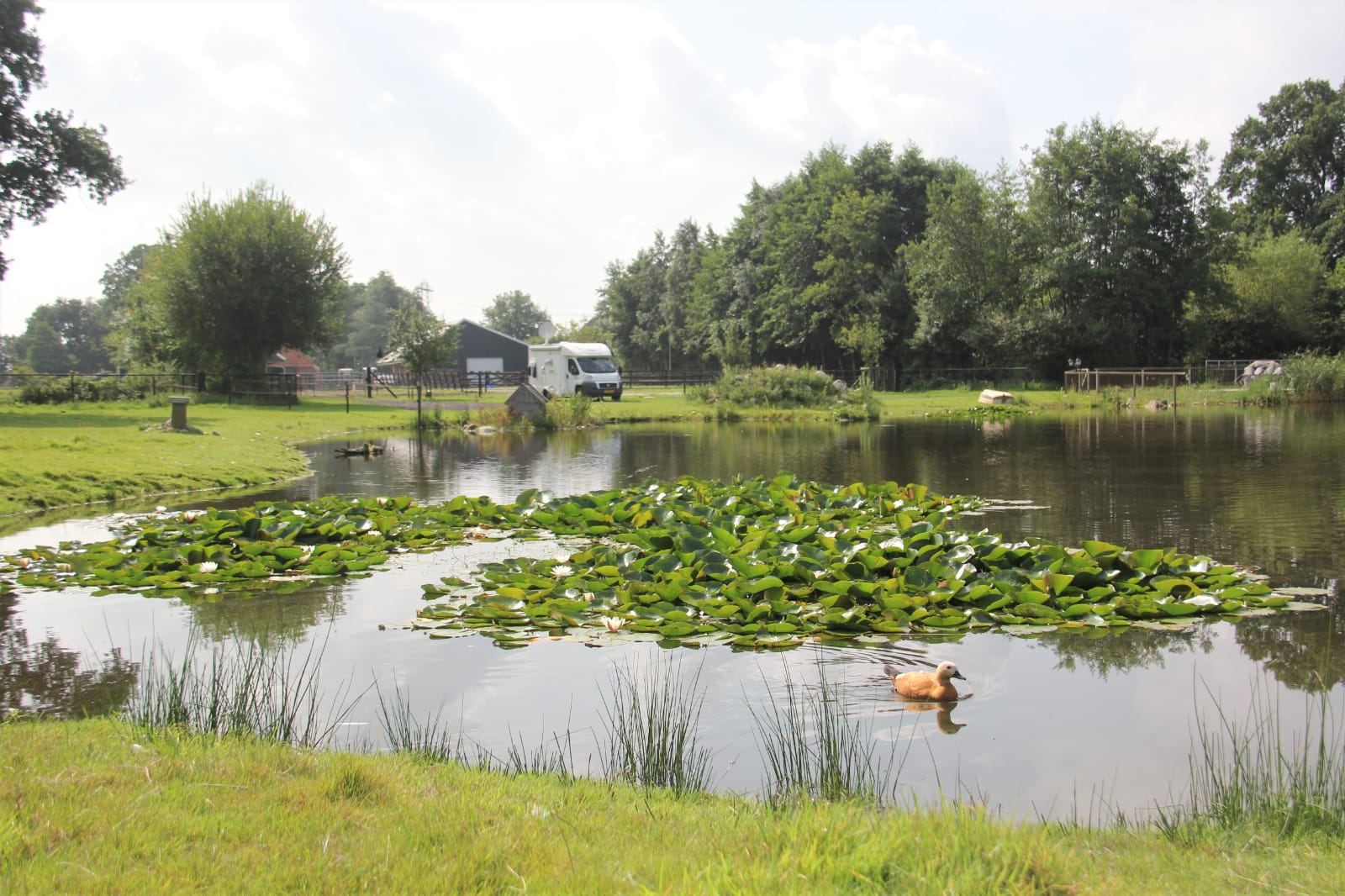 Afbeelding bij blog: Kamperen met de hond op een boerencamping: zo geniet je samen