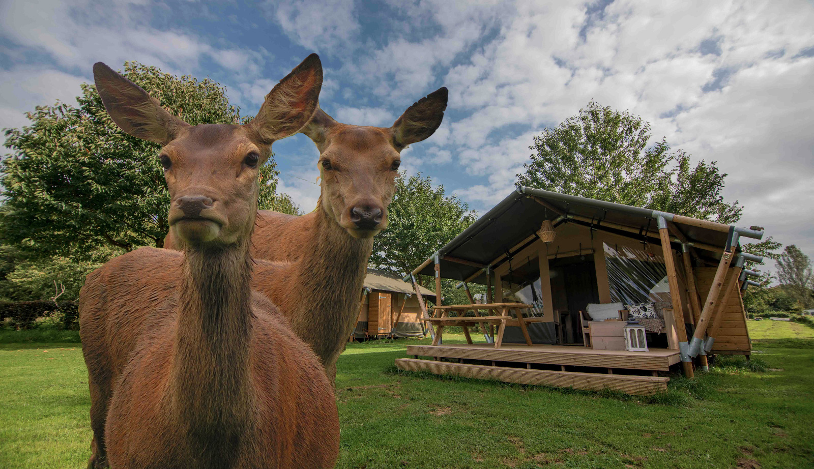 Recreatie- & Hertenboerderij de Weerd in Nijbroek