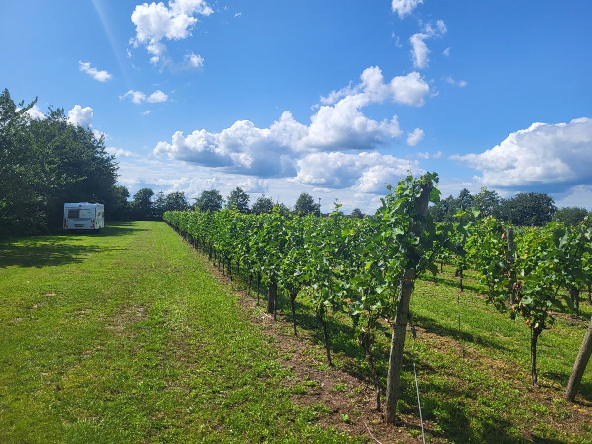 Wijndomein Erve Wisselink in Eibergen